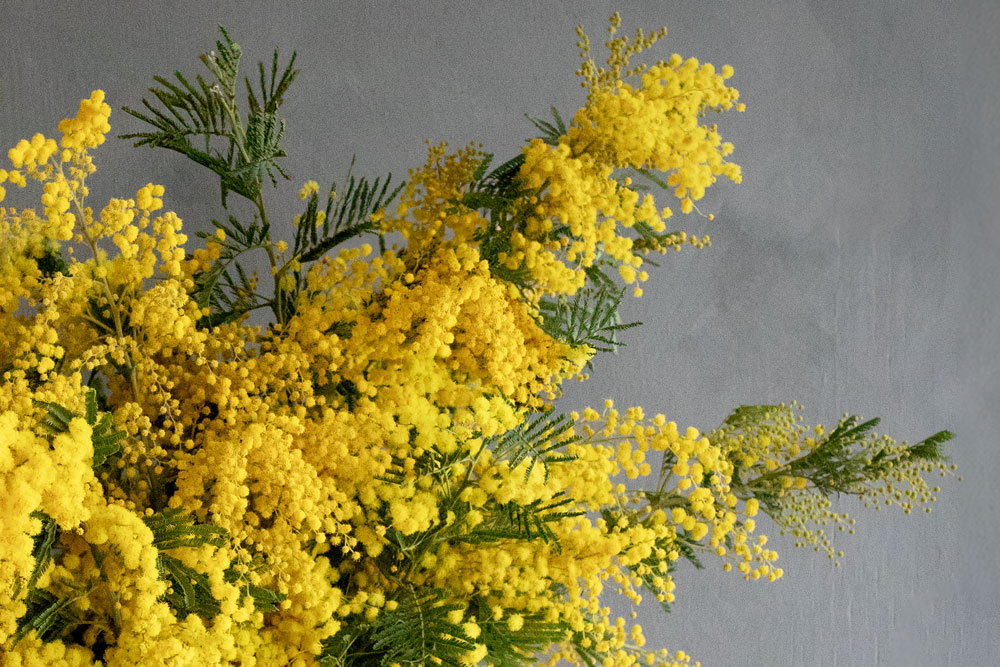 Blomfakta Mimosa