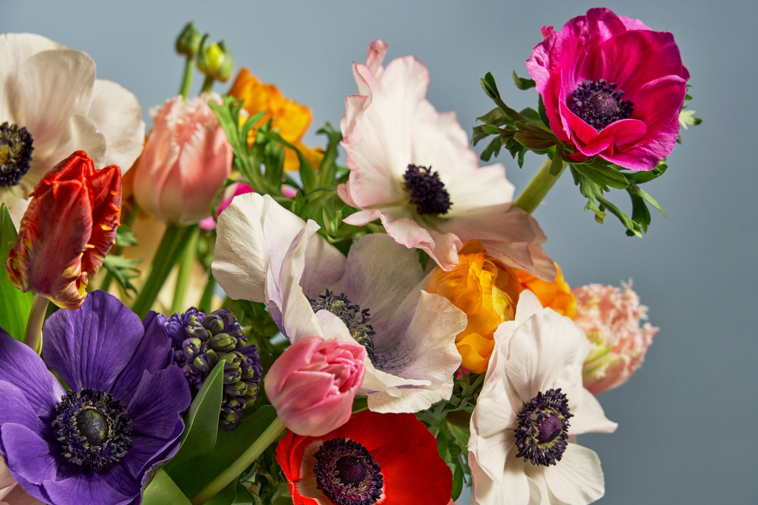 Vårens härliga snittblommor