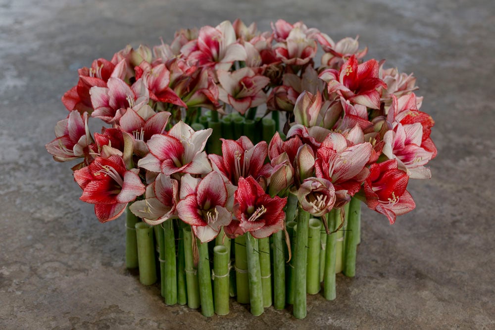 Amaryllis på ett nytt sätt